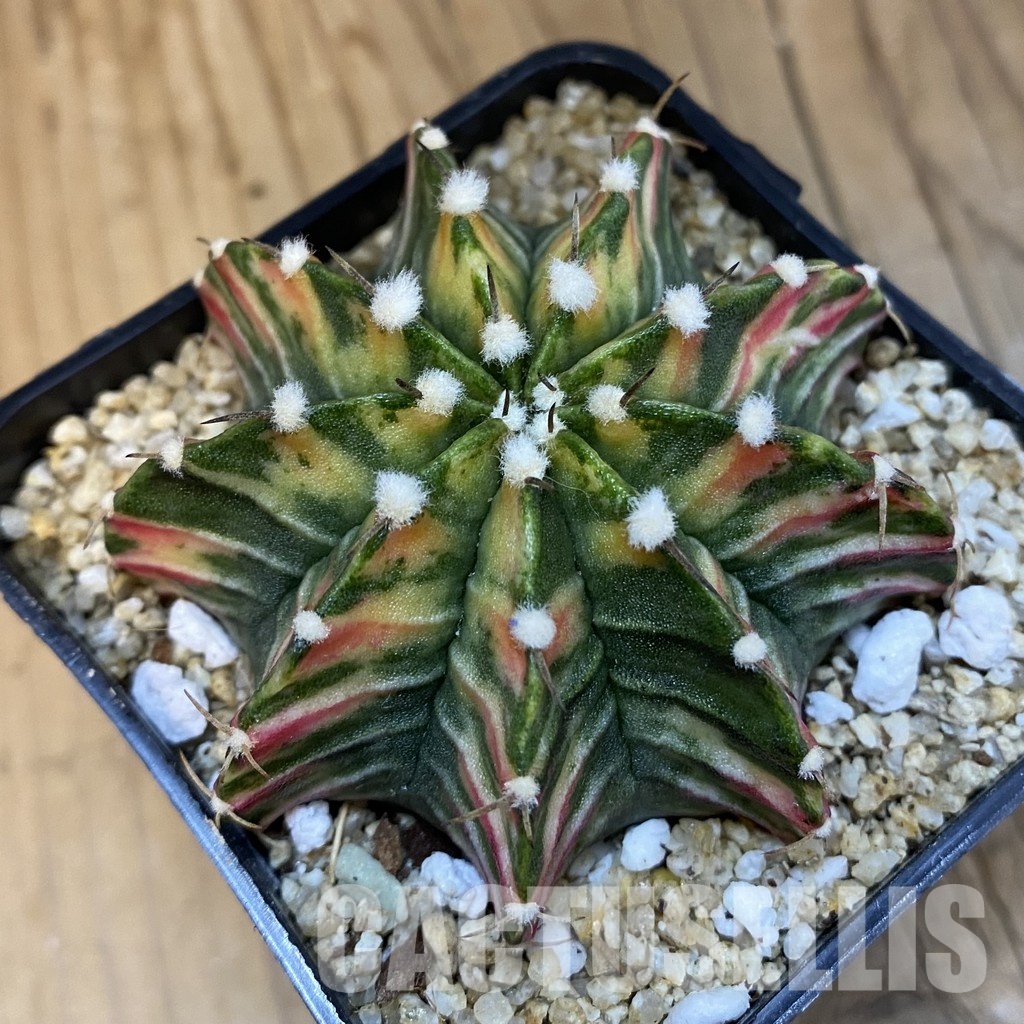 SH30758 Gymnocalycium friedrichii LB f. variegata, seedling - Image 2
