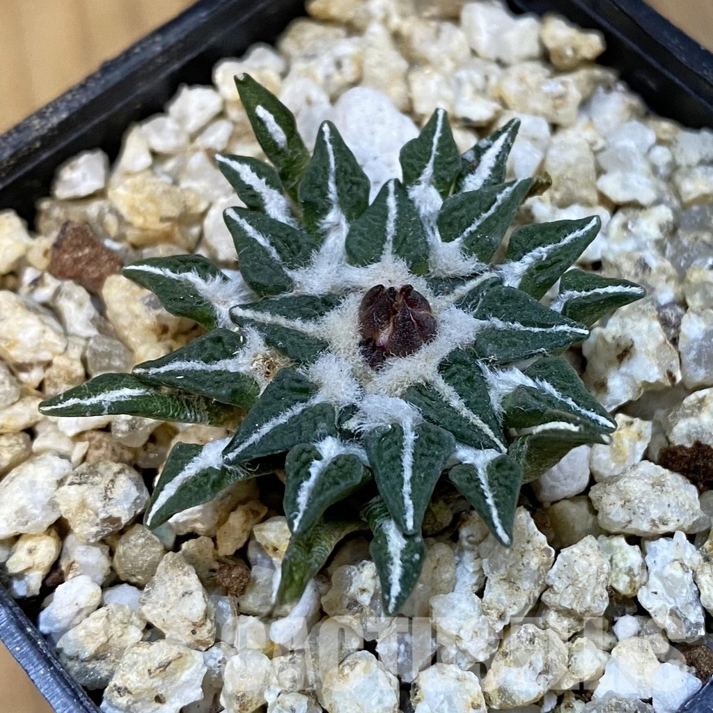 SH30767 Ariocarpus kotschoubeyanus v. macdowellii, own roots seedling