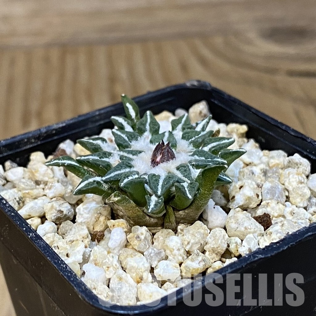 SH30767 Ariocarpus kotschoubeyanus v. macdowellii, own roots seedling - Image 2