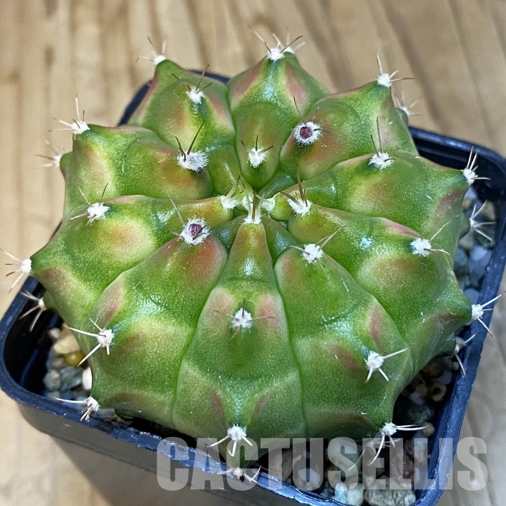 SH20589 Gymnocalycium mihanovichii 'Neon' hybrid