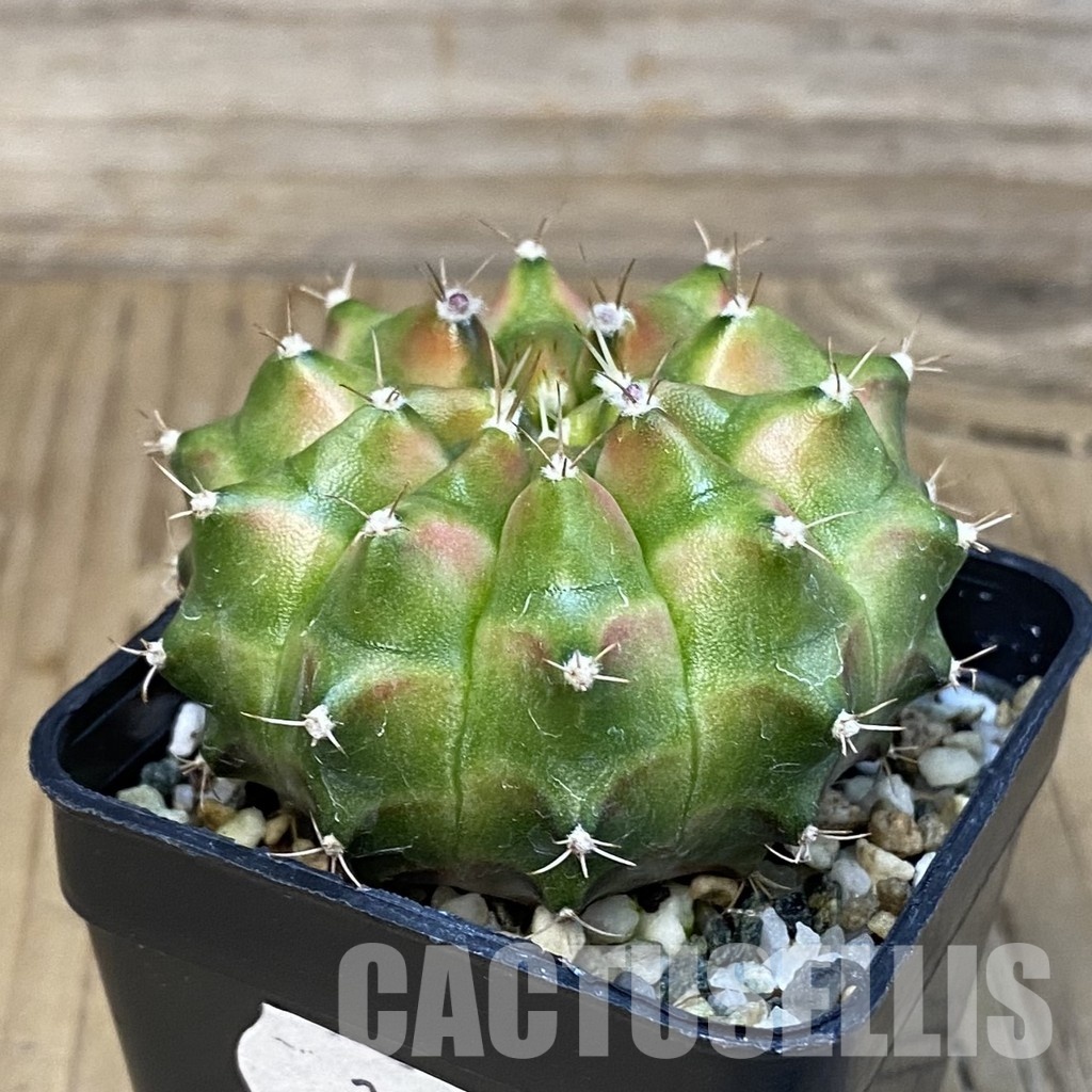 SH20589 Gymnocalycium mihanovichii 'Neon' hybrid - Image 2