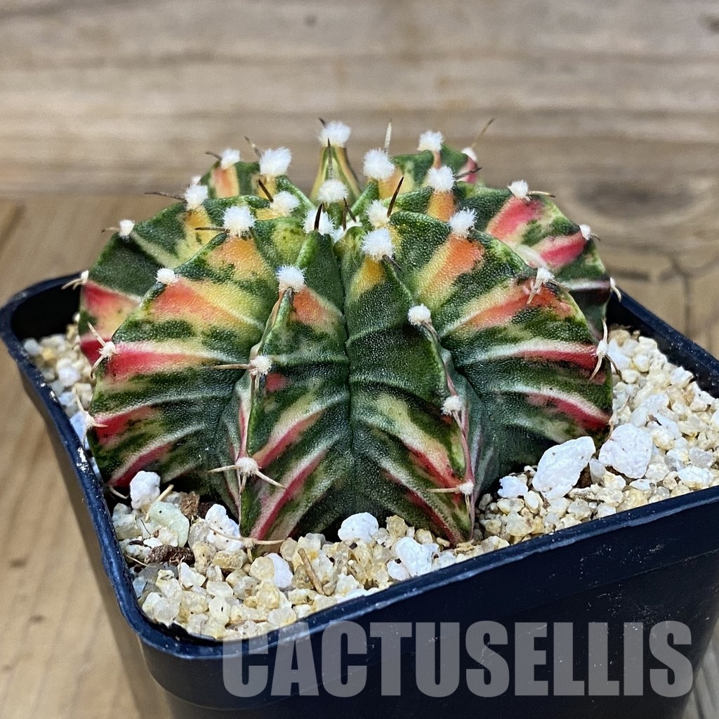 SH30758 Gymnocalycium friedrichii LB f. variegata, seedling - Image 3