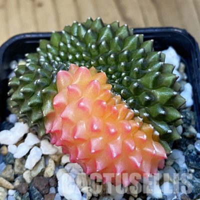 SH20653 Gymnocalycium mihanovichii ‘inermis’ f. variegata