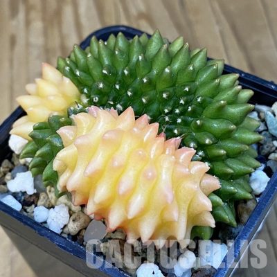 SH20654 Gymnocalycium mihanovichii ‘inermis’ f. variegata