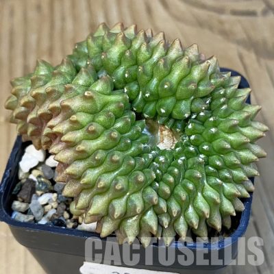SH20834 Gymnocalycium mihanovichii ‘inermis’ f. cristata