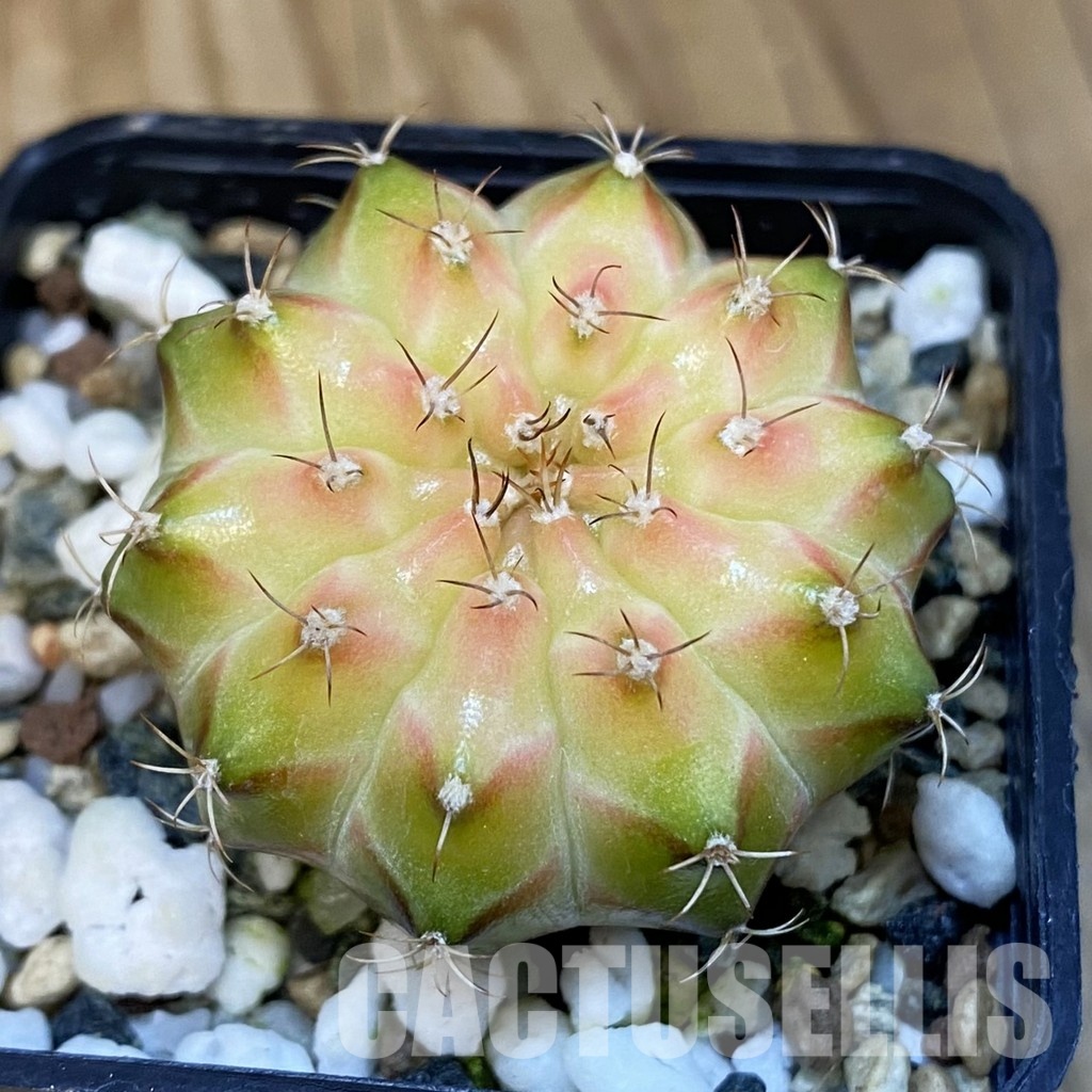 SH20957 Gymnocalycium mihanovichii ‘Neon’