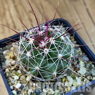 VVG30770 Ferocactus haematacanthus -El Amparo-