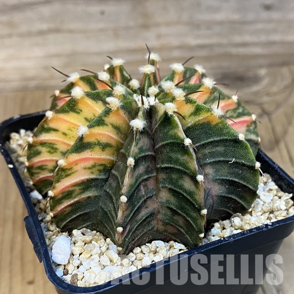 SH30759 Gymnocalycium friedrichii LB f. variegata, seedling - Image 2