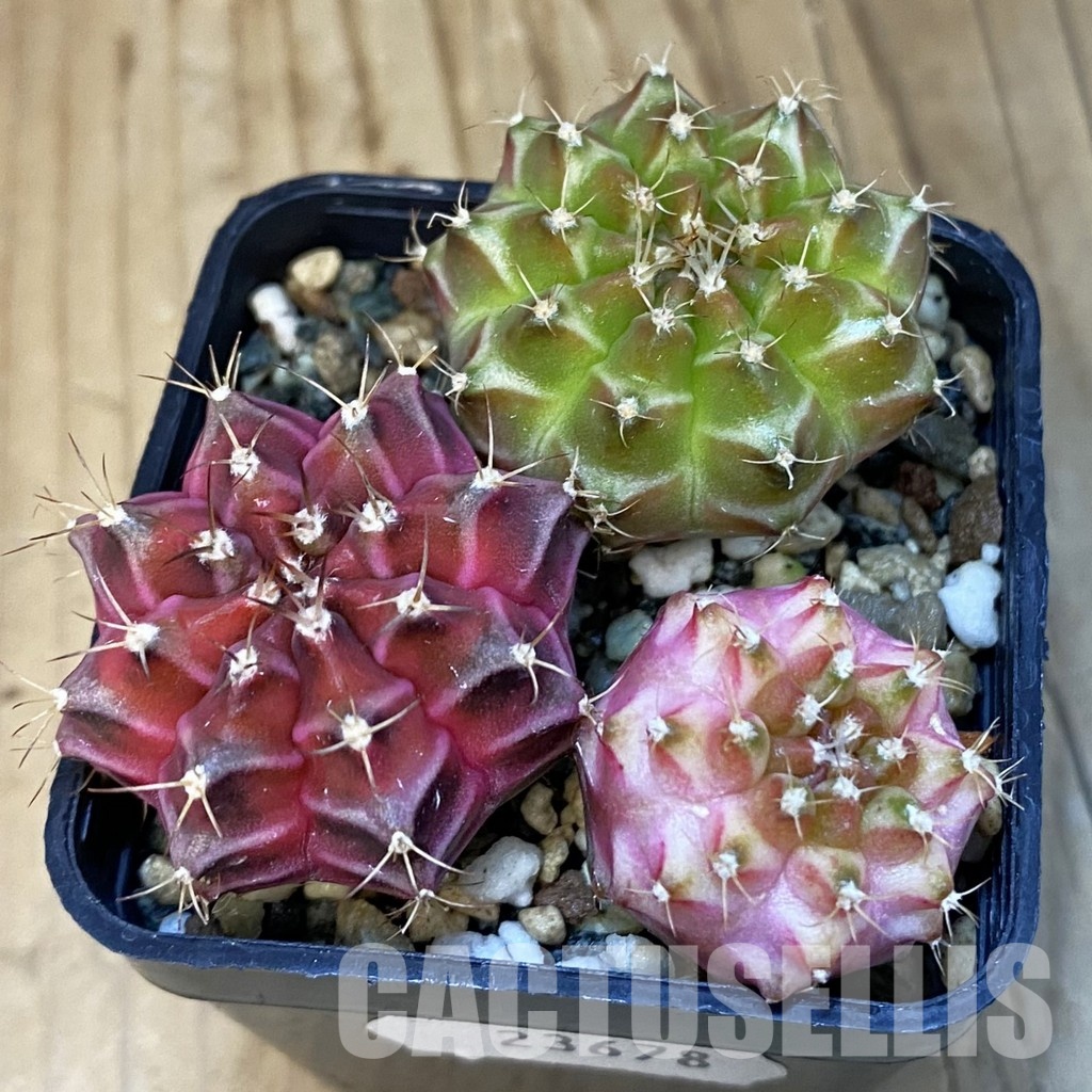 SH23678 Gymnocalycium mihanovichii 'Neon', seedling mix