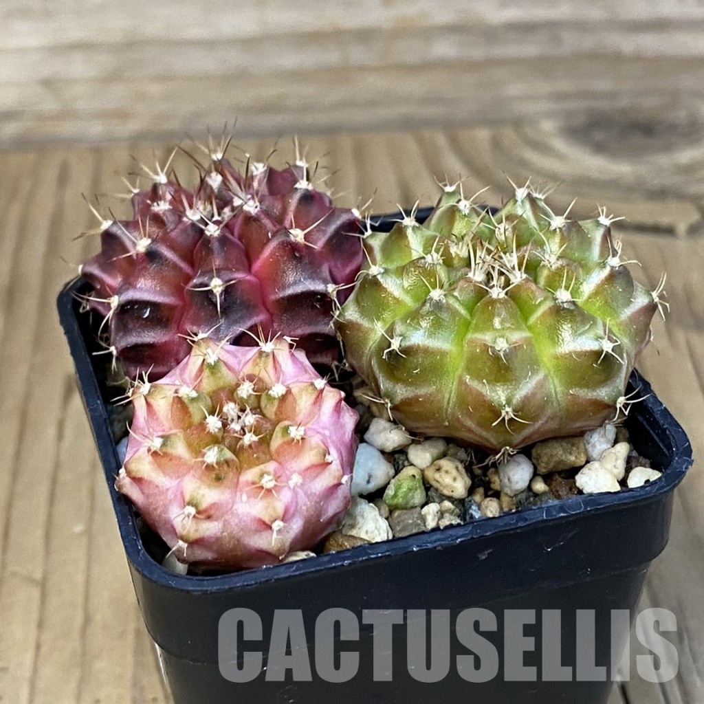 SH23678 Gymnocalycium mihanovichii 'Neon', seedling mix - Image 2