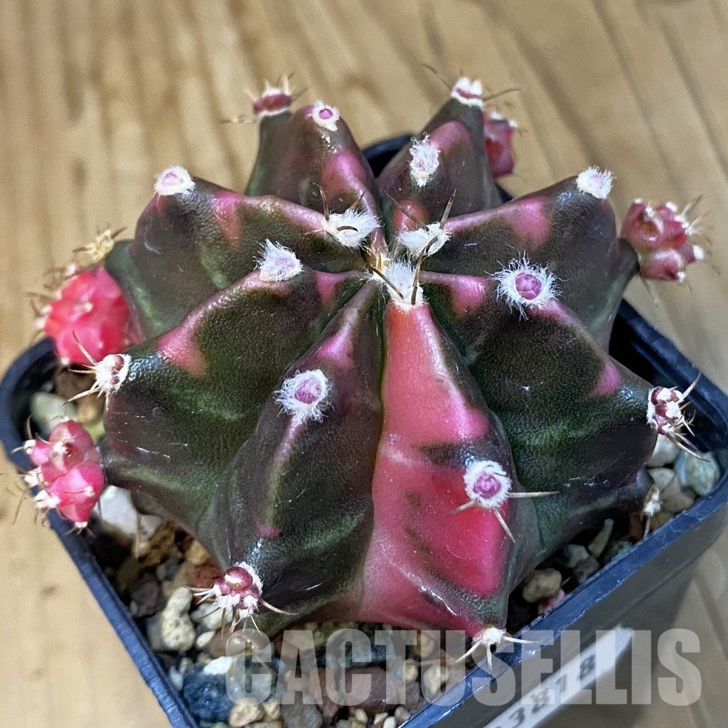 SH23818 Gymnocalycium mihanovichii ‘Darck Tudzy'