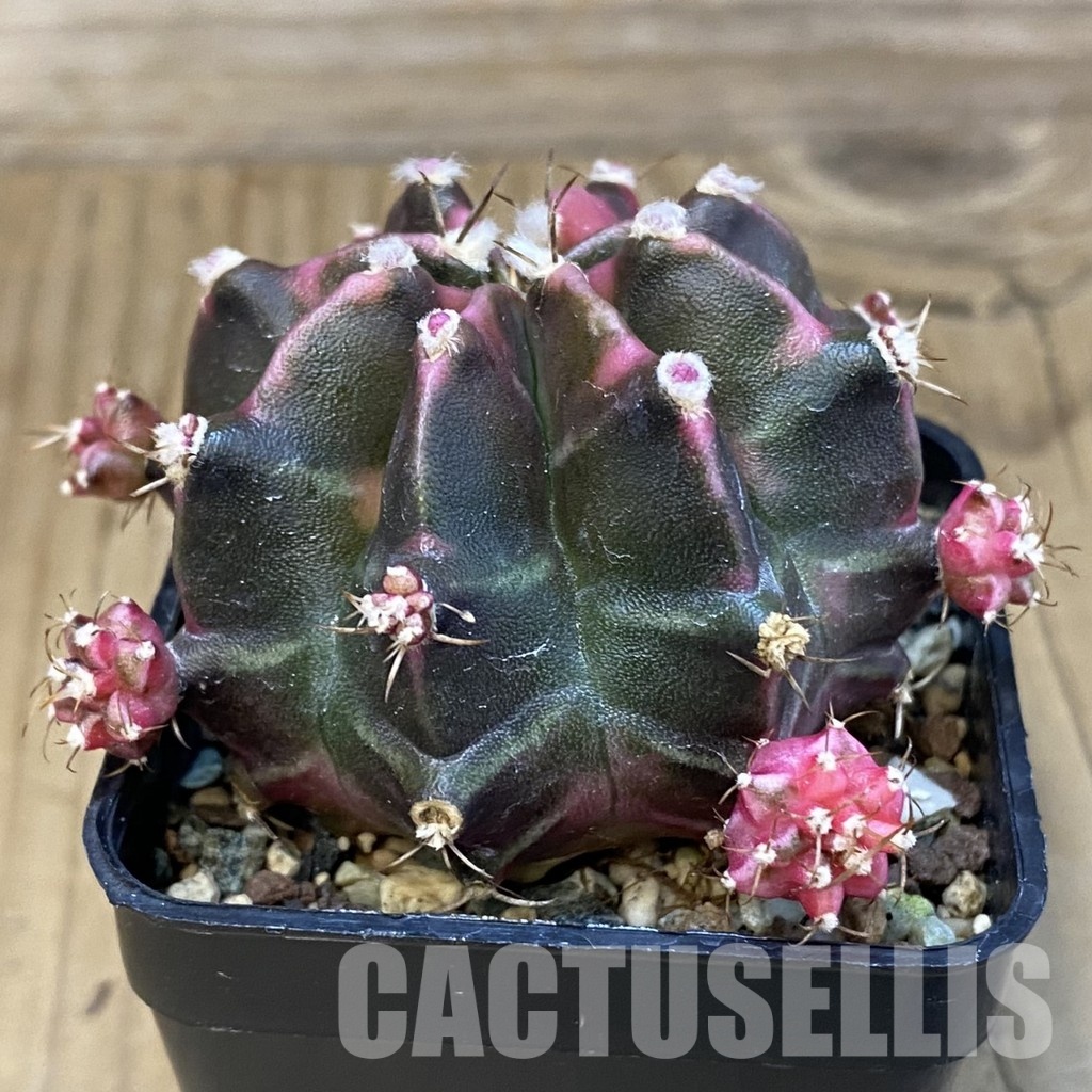 SH23818 Gymnocalycium mihanovichii ‘Darck Tudzy' - Image 2