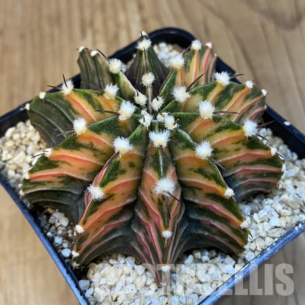 SH30759 Gymnocalycium friedrichii LB f. variegata, seedling - Image 3