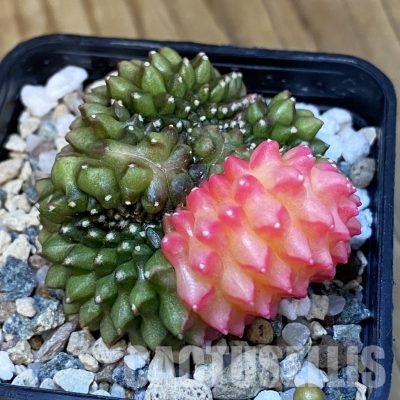 SH21346 Gymnocalycium mihanovichii ‘inermis’ f. variegata