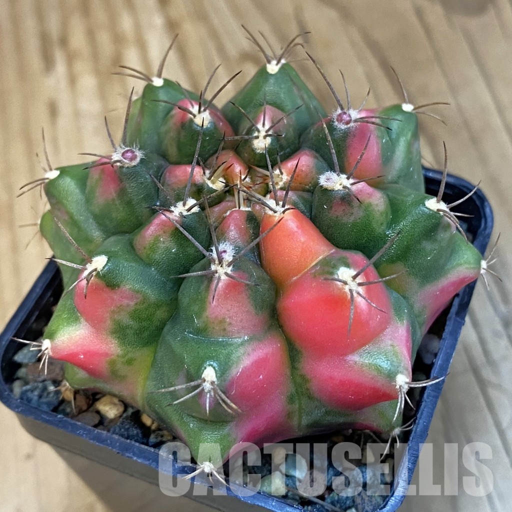 SH23985 Gymnocalycium mihanovichii ‘Little Monstev’