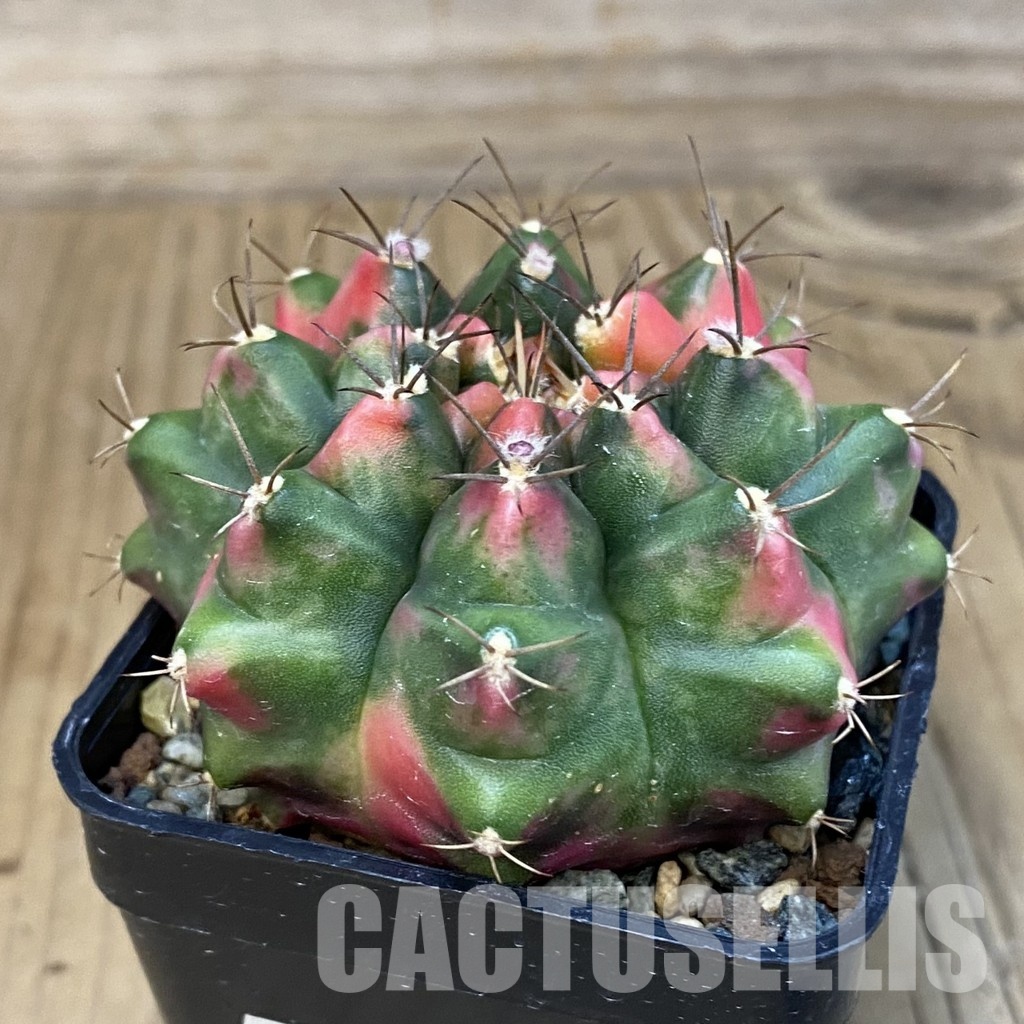 SH23985 Gymnocalycium mihanovichii ‘Little Monstev’ - Image 2