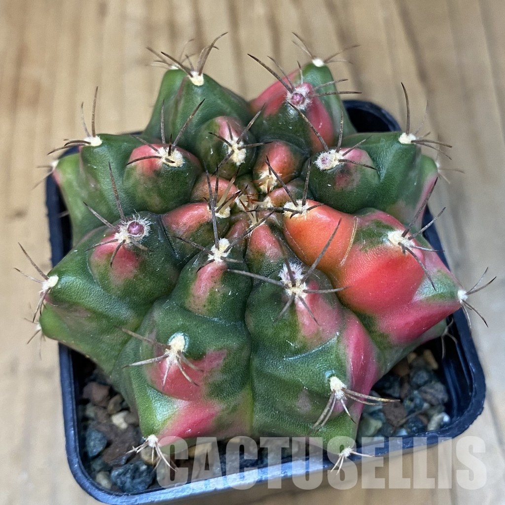 SH23985 Gymnocalycium mihanovichii ‘Little Monstev’ - Image 3