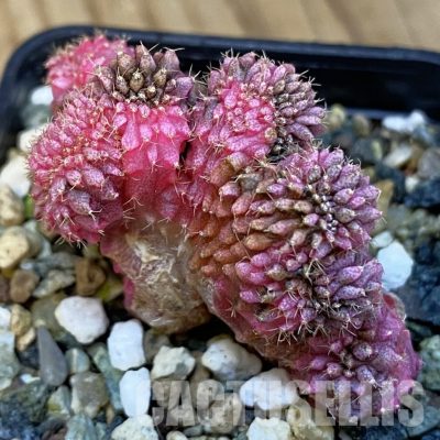 SH24362 Gymnocalycium mihanovichii variegata f. cristata