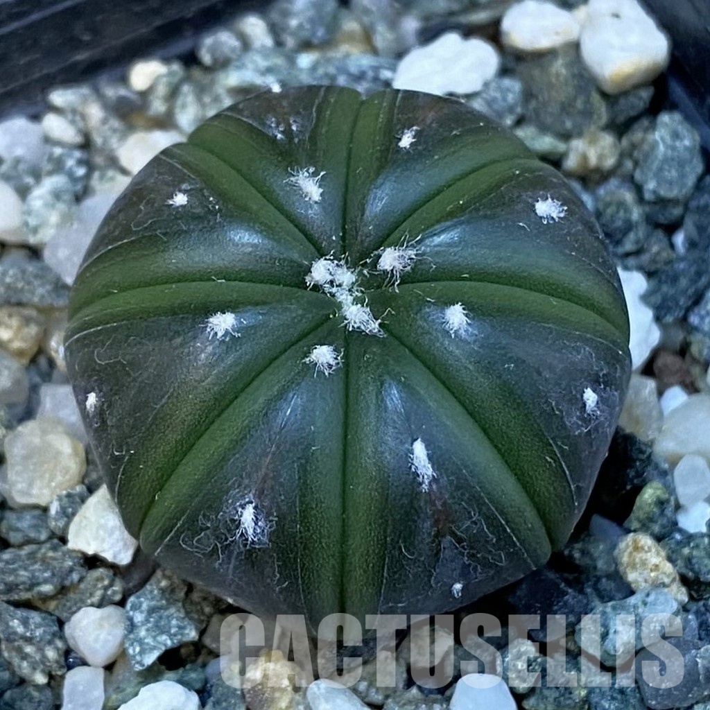 SH24405 Astrophytum asterias ‘Purple Skin’