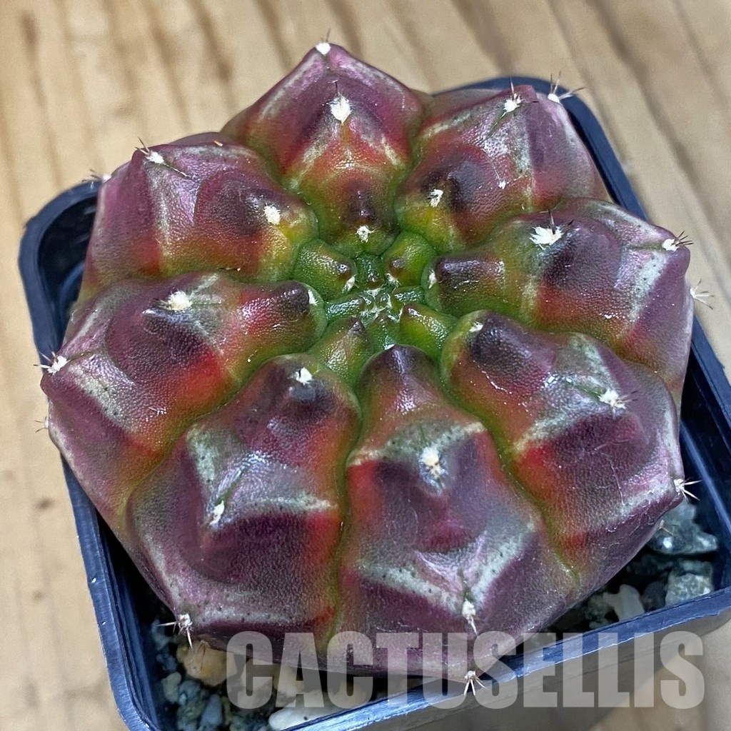 SH9318 Gymnocalycium mihanovichii ‘Day Dream’, seedling