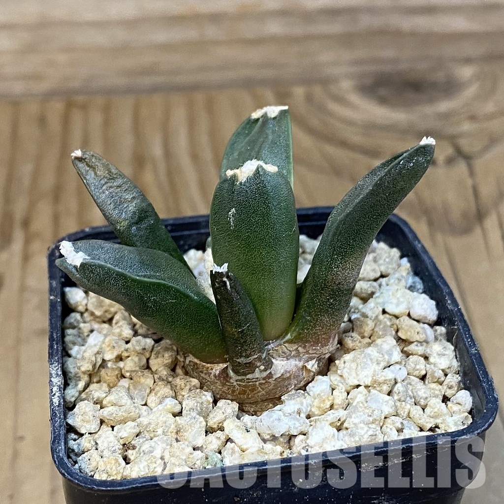 SH30828 Ariocarpus retusus ‘Three Finger’, own roots seedling - Image 2