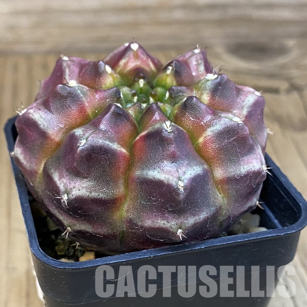 SH9318 Gymnocalycium mihanovichii ‘Day Dream’, seedling - Image 2