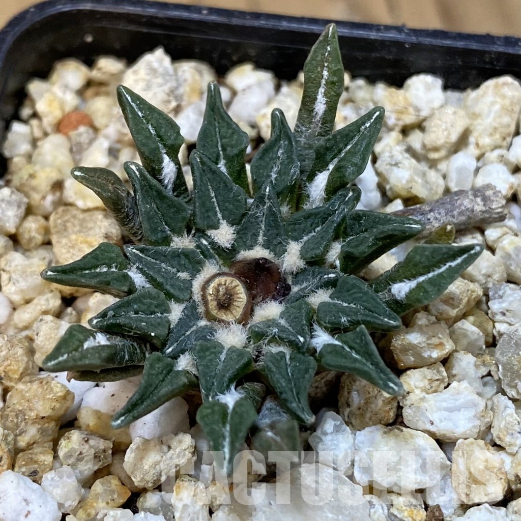 SH30833 Ariocarpus kotschoubeyanus v. macdowellii, own roots seedling