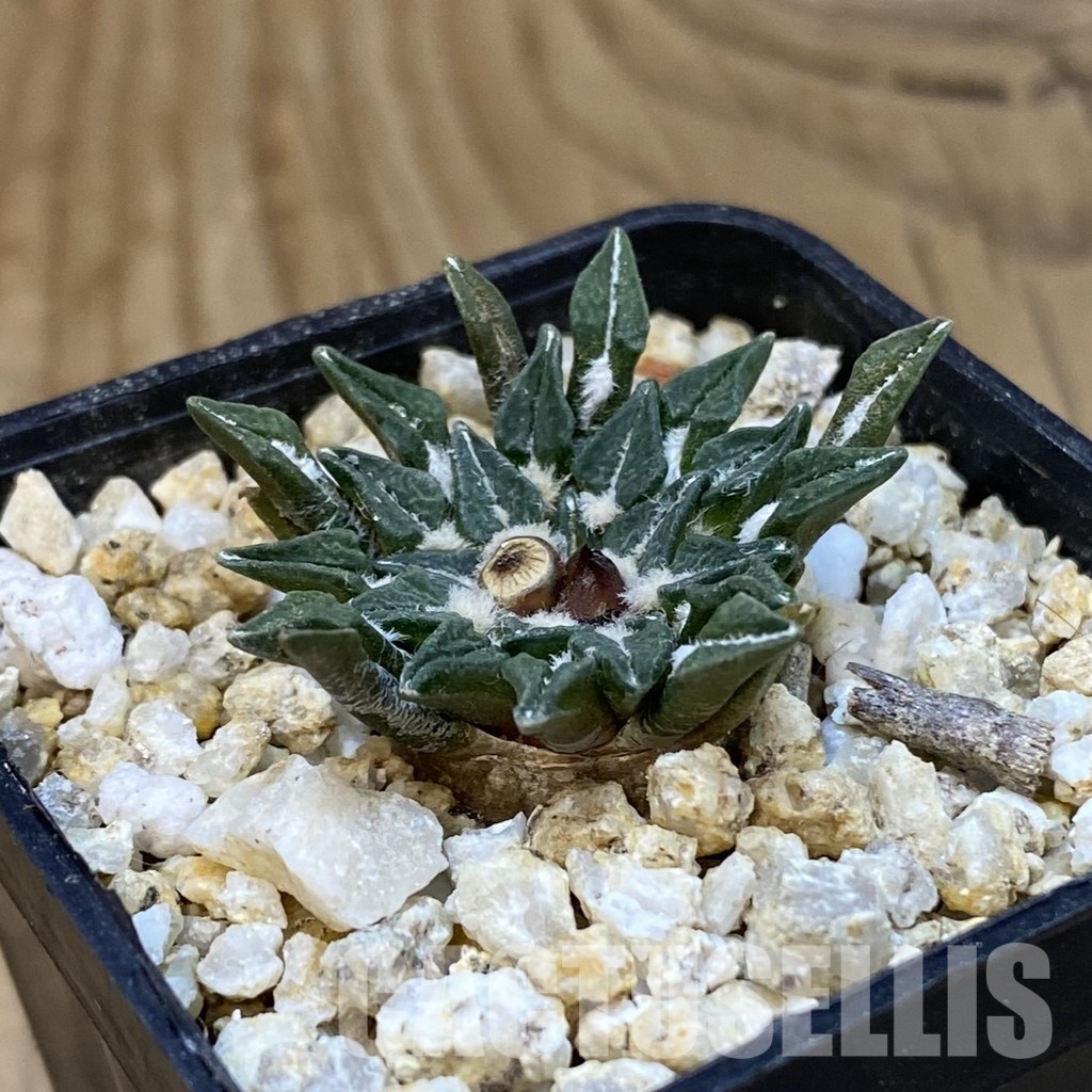 SH30833 Ariocarpus kotschoubeyanus v. macdowellii, own roots seedling - Image 2