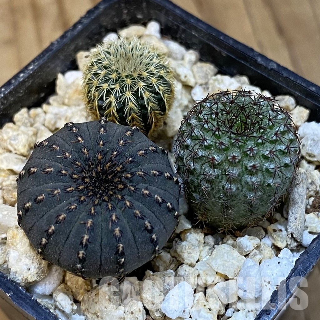 SH30835 Frailea mix