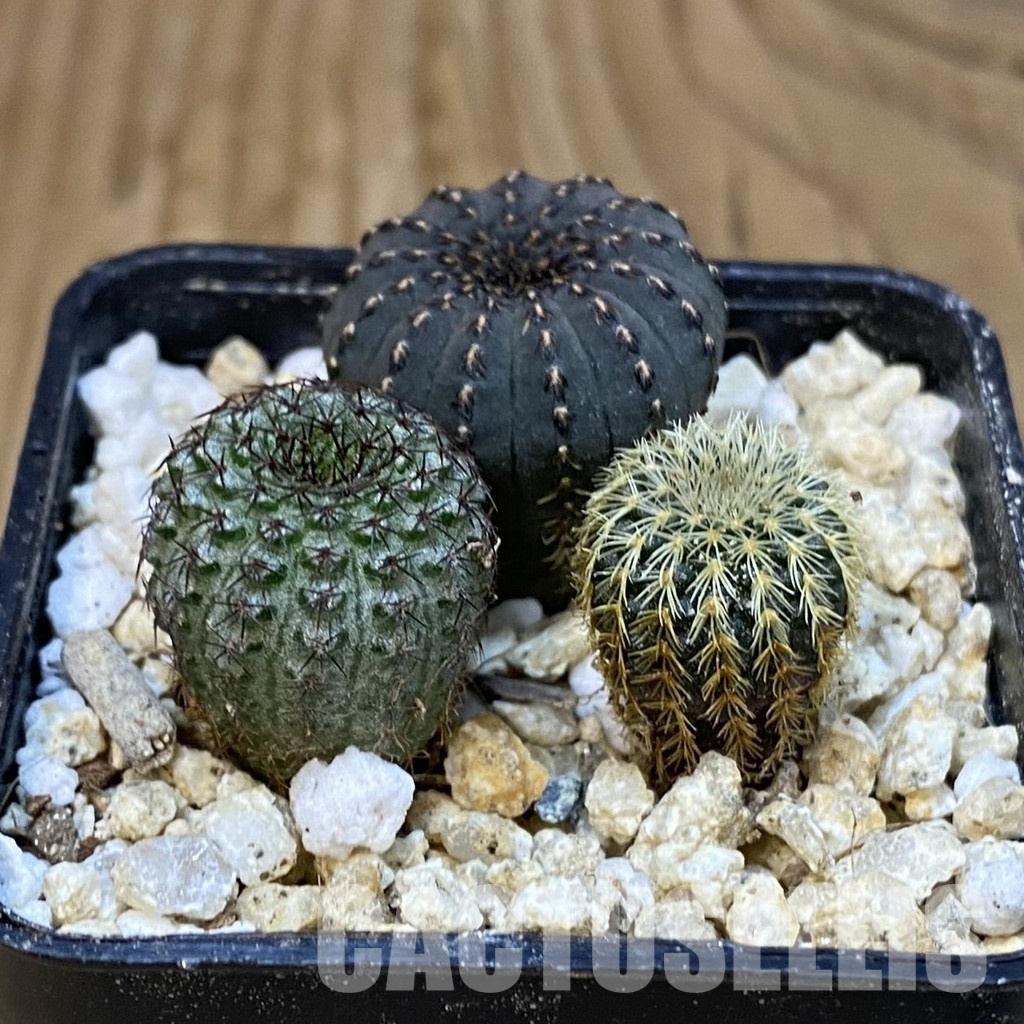 SH30835 Frailea mix - Image 2
