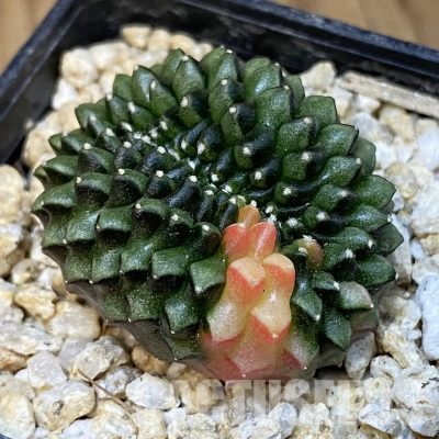 SH30837 Gymnocalycium mihanovichii 'inermis' f. variegata cristata, seedling
