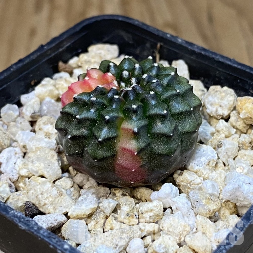 SH30838 Gymnocalycium mihanovichii ‘inermis’ f. variegata, seedling - Image 2