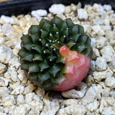SH30839 Gymnocalycium mihanovichii ‘inermis’ f. variegata, seedling