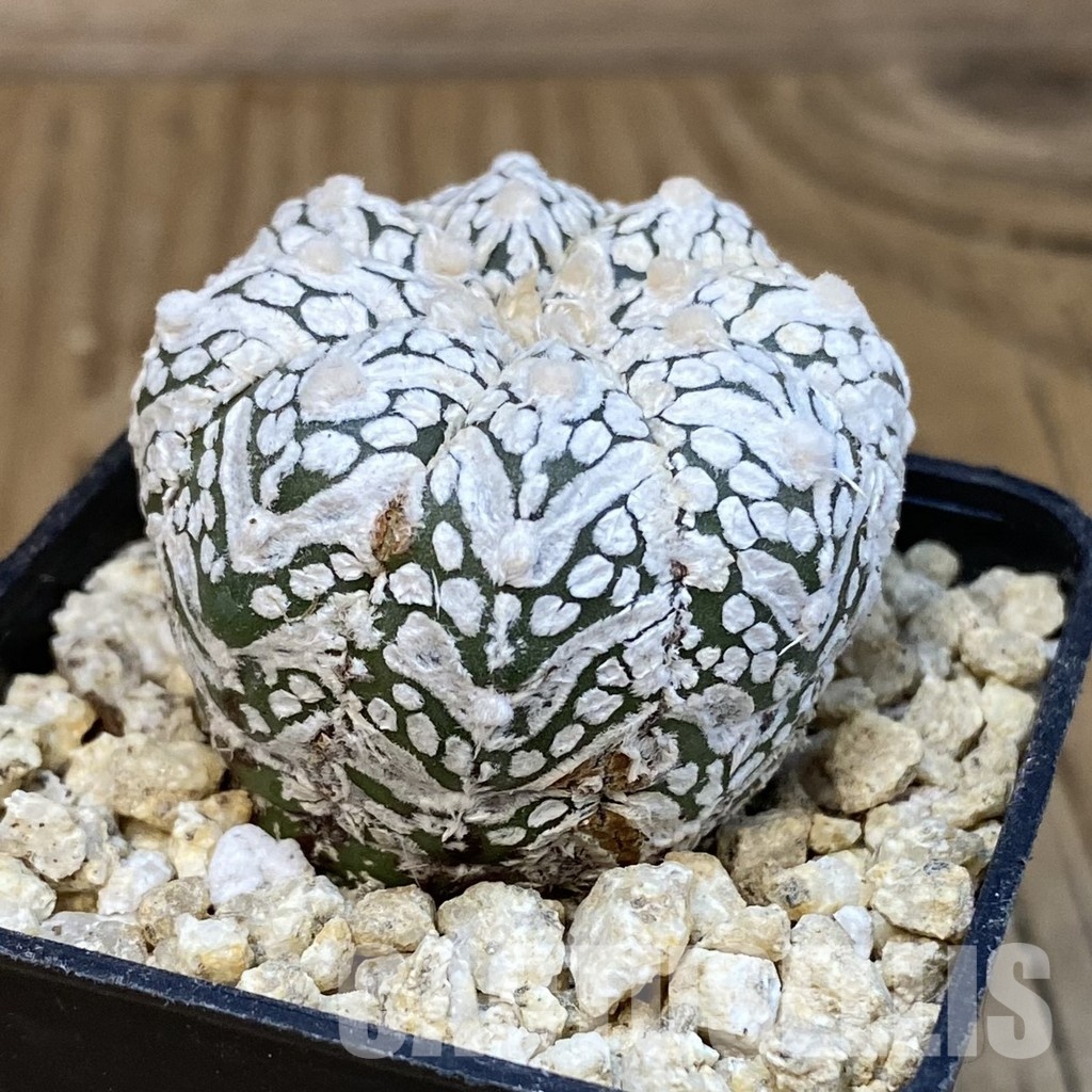 SH30846 Astrophytum asterias ‘Super Kabuto’ V-type - Image 2