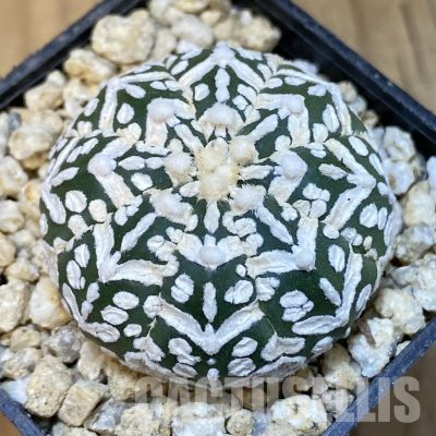 SH30847 Astrophytum asterias ‘Super Kabuto’ V-type