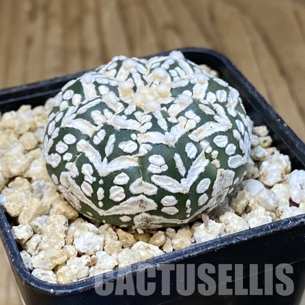 SH30847 Astrophytum asterias ‘Super Kabuto’ V-type - Image 2