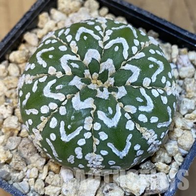 SH30852 Astrophytum asterias ‘Super Kabuto’ V-type f. nudum