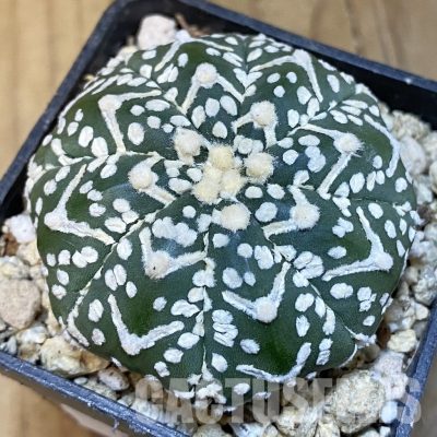 SH30853 Astrophytum asterias ‘Super Kabuto’ V-type f. nudum