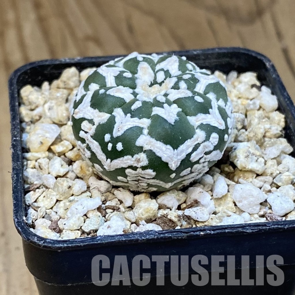 SH30855 Astrophytum asterias ‘Super Kabuto’ V-type f. nudum - Image 2