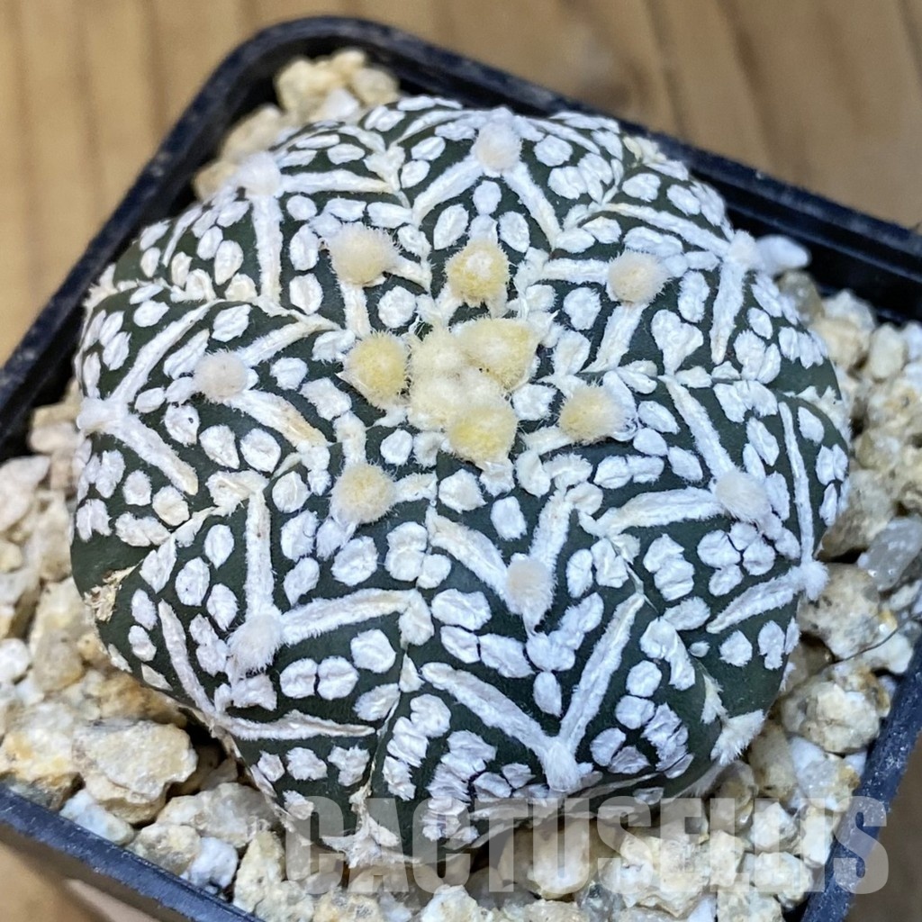 SH30858 Astrophytum asterias ‘Super Kabuto’ V-type