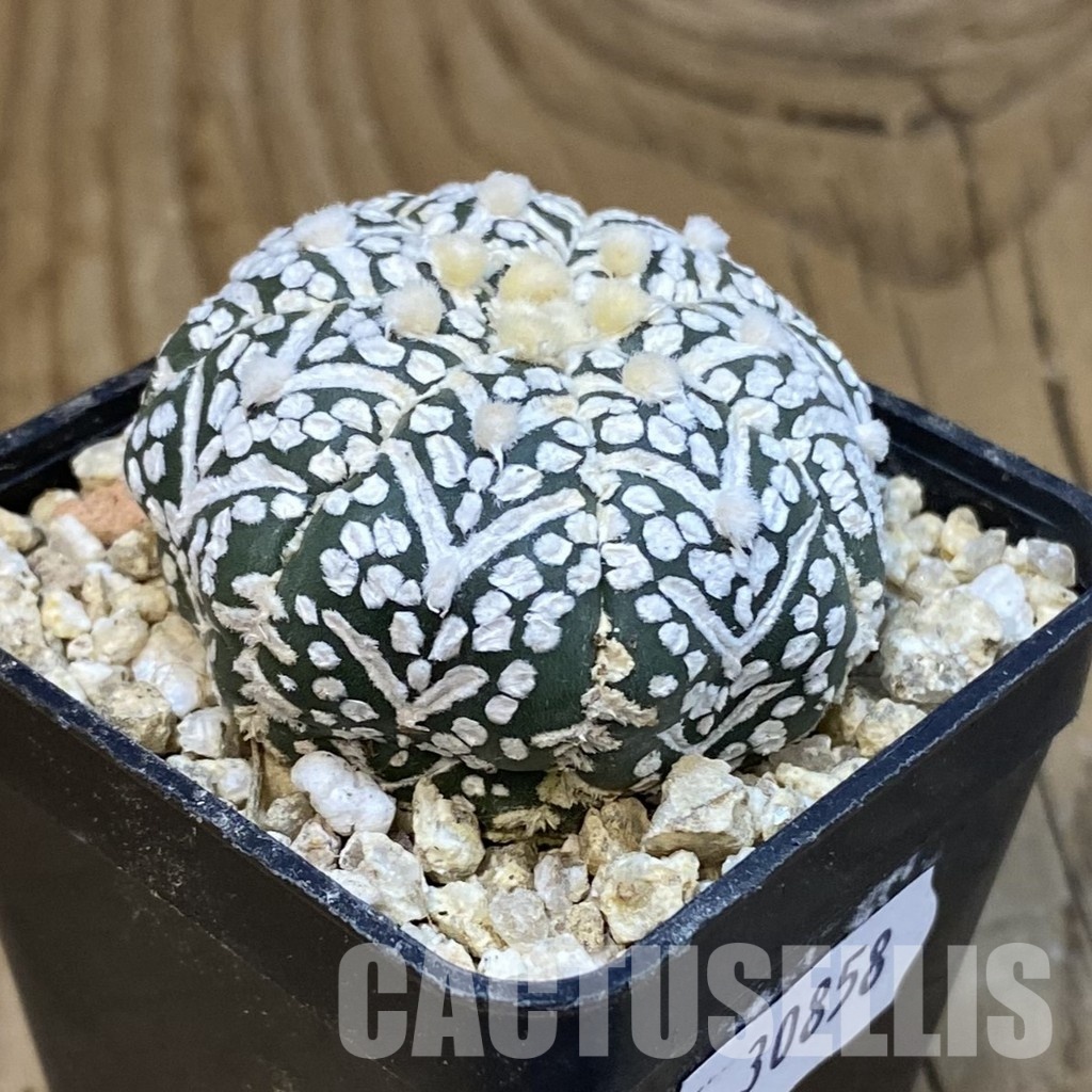 SH30858 Astrophytum asterias ‘Super Kabuto’ V-type - Image 2