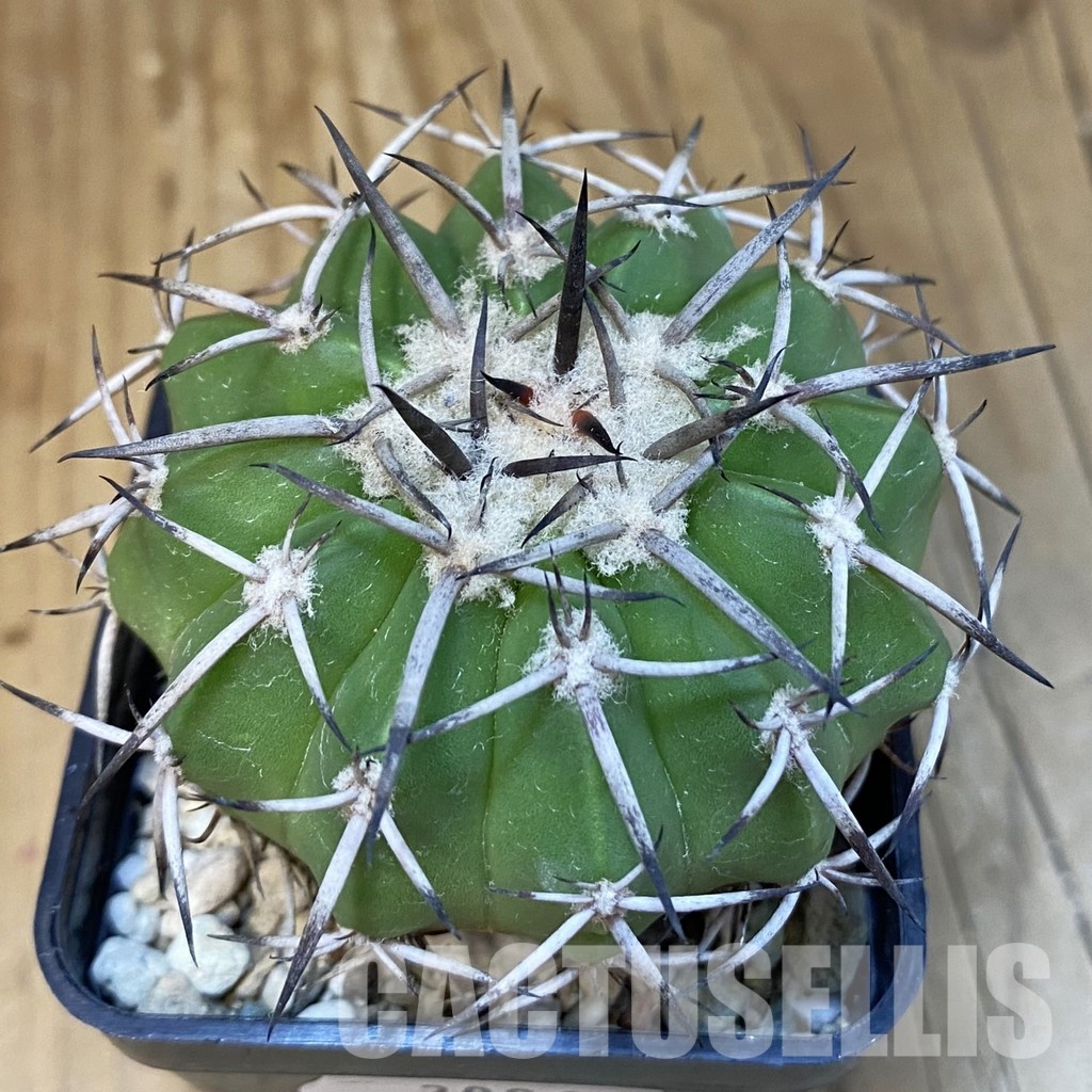 DP30863 Discocactus alteolens MH 587, own roots