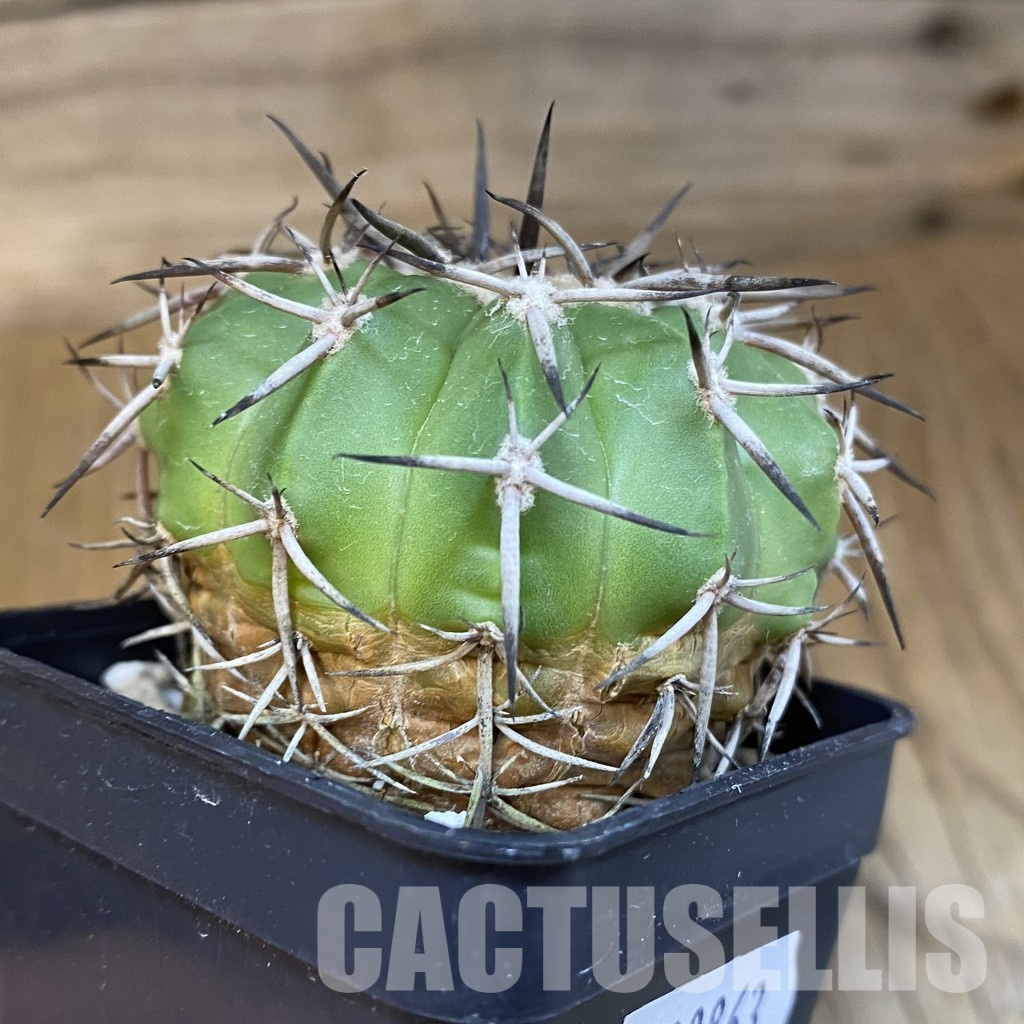 DP30863 Discocactus alteolens MH 587, own roots - Image 2