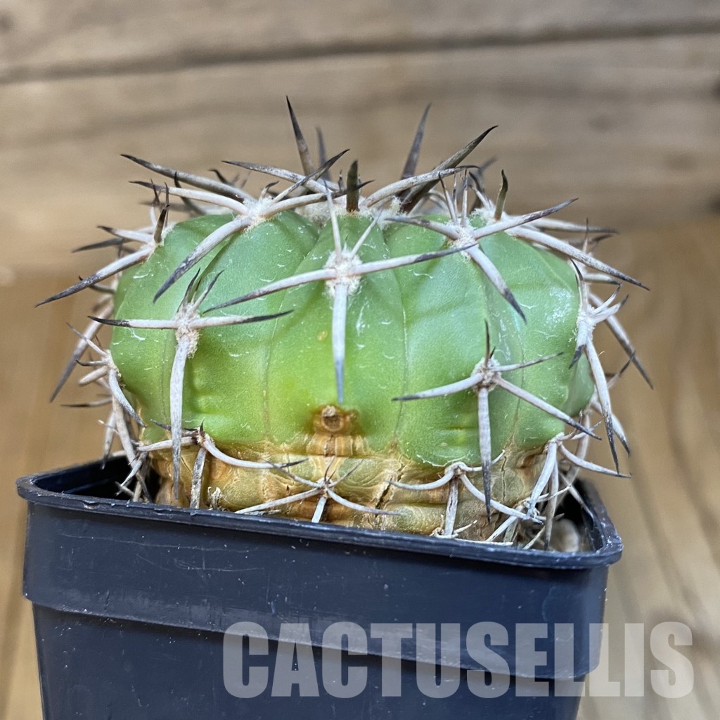 DP30863 Discocactus alteolens MH 587, own roots - Image 3