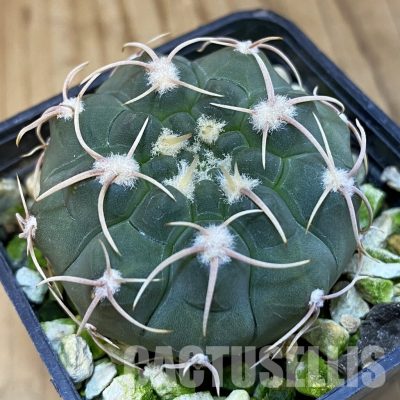 SH11883 Gymnocalycium ochoterenae VG 250