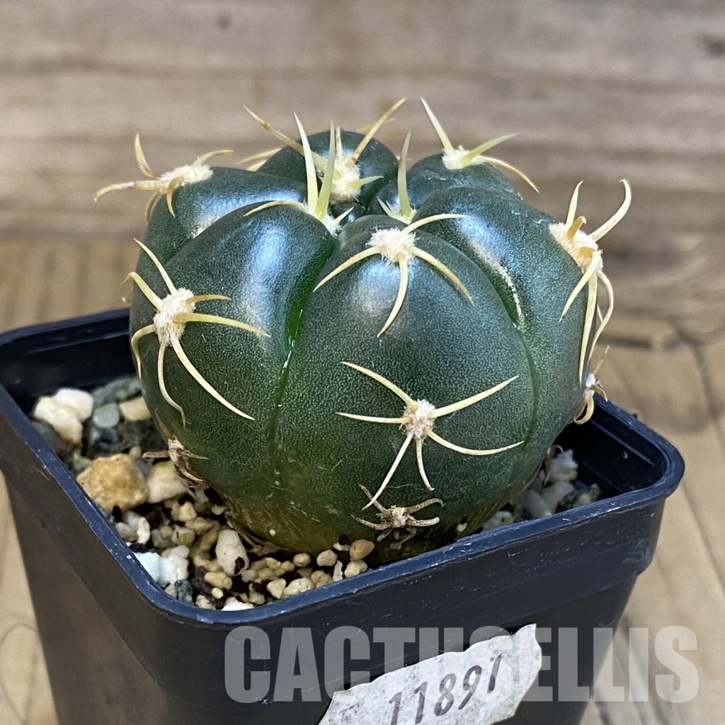SH11891 Gymnocalycium denudatum ‘Kaiomaru’, seedling -Japan- - Image 2