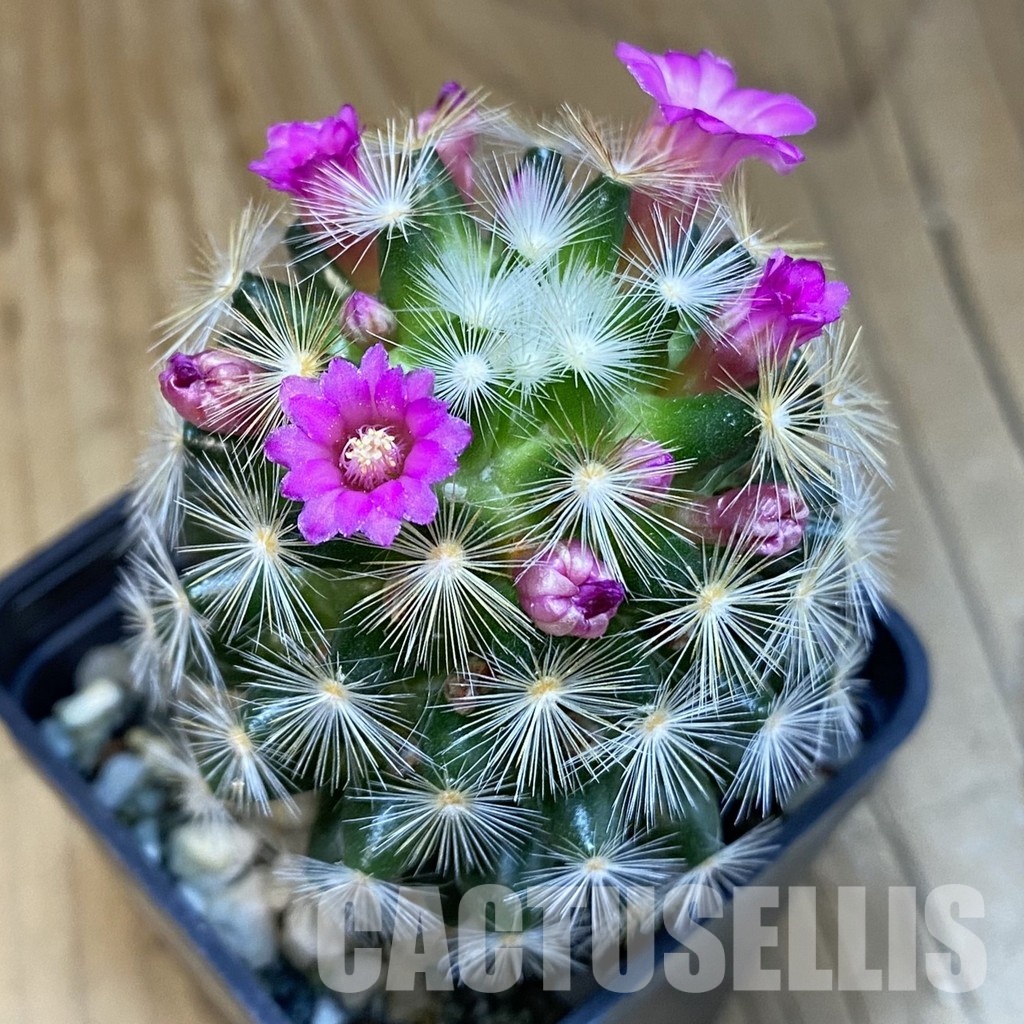 SH16412 Mammillaria carmenae hybrid