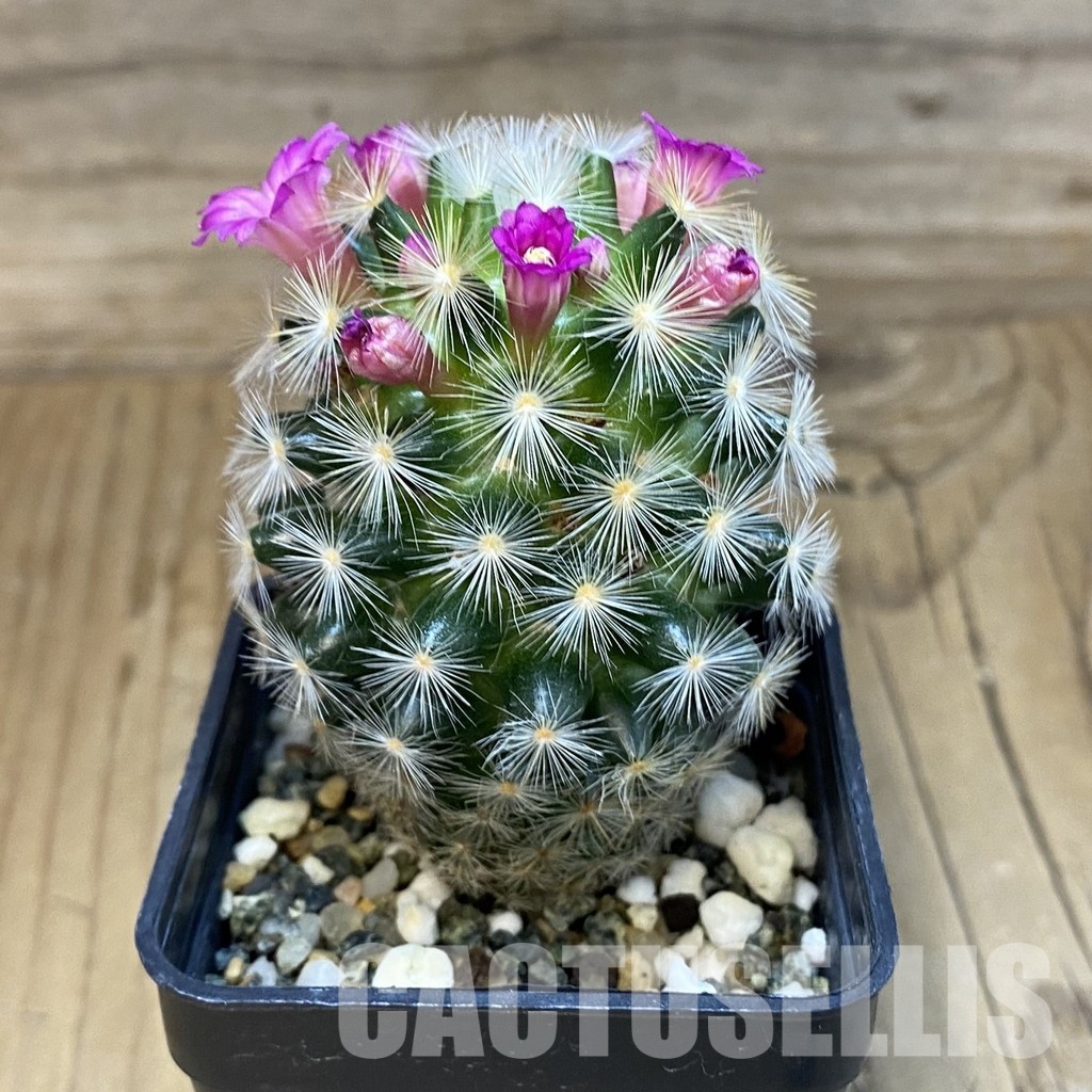 SH16412 Mammillaria carmenae hybrid - Image 2