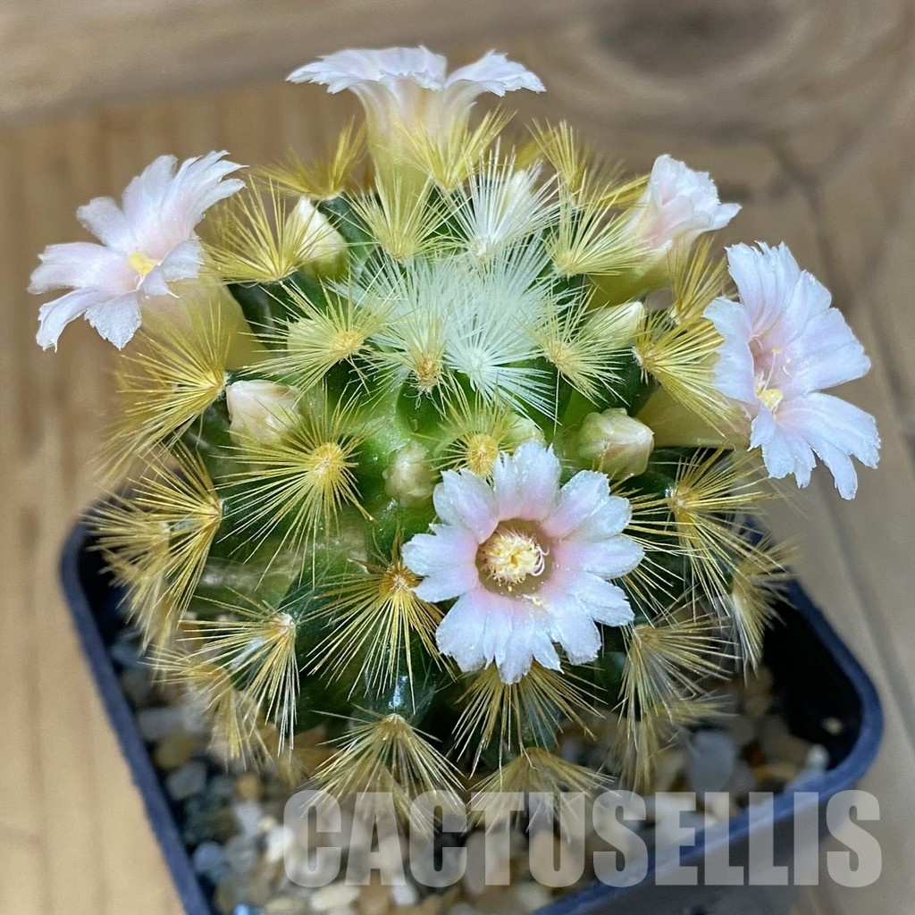 SH16413 Mammillaria carmenae hybrid