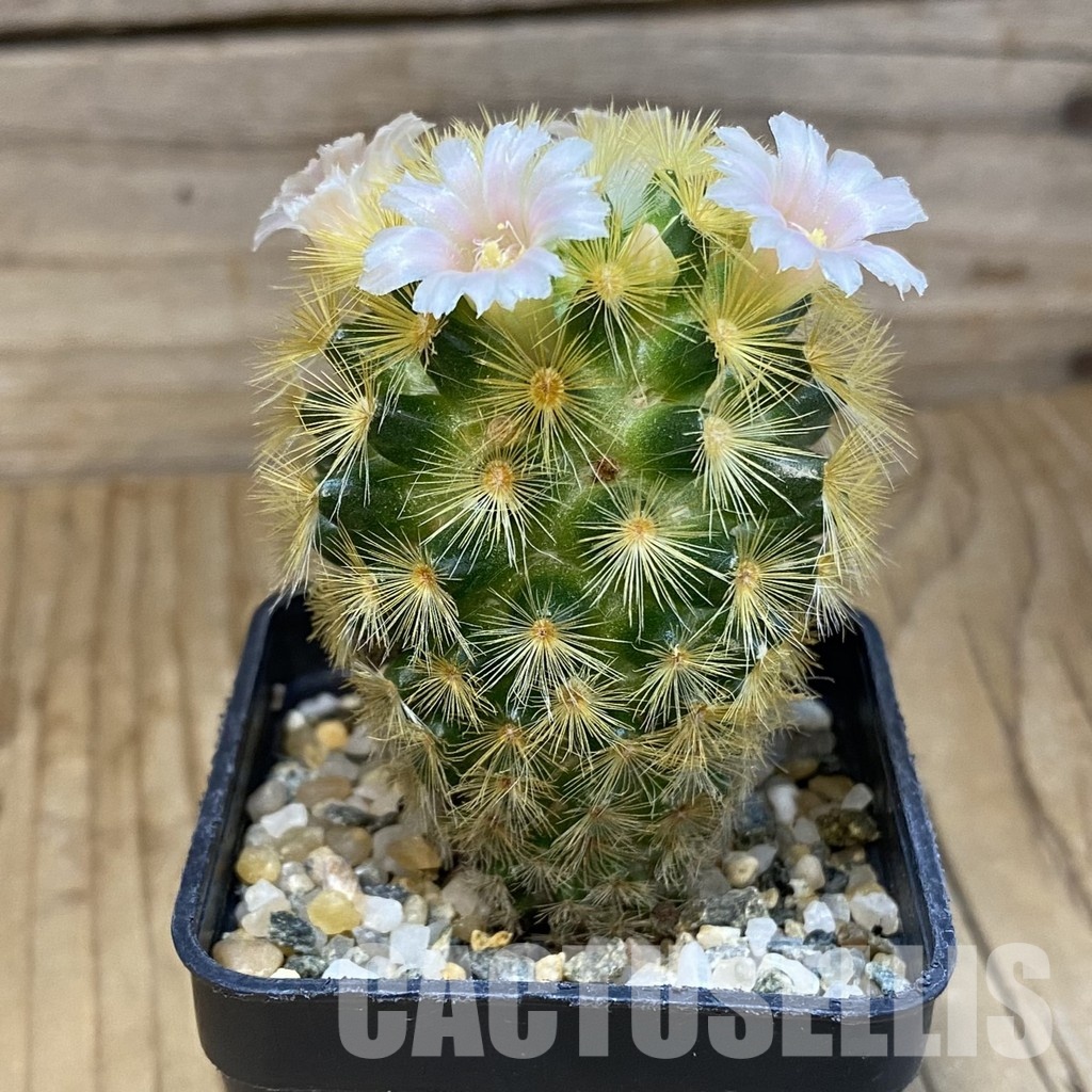 SH16413 Mammillaria carmenae hybrid - Image 2